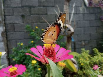 Close-up of butterfly pollinating on flower