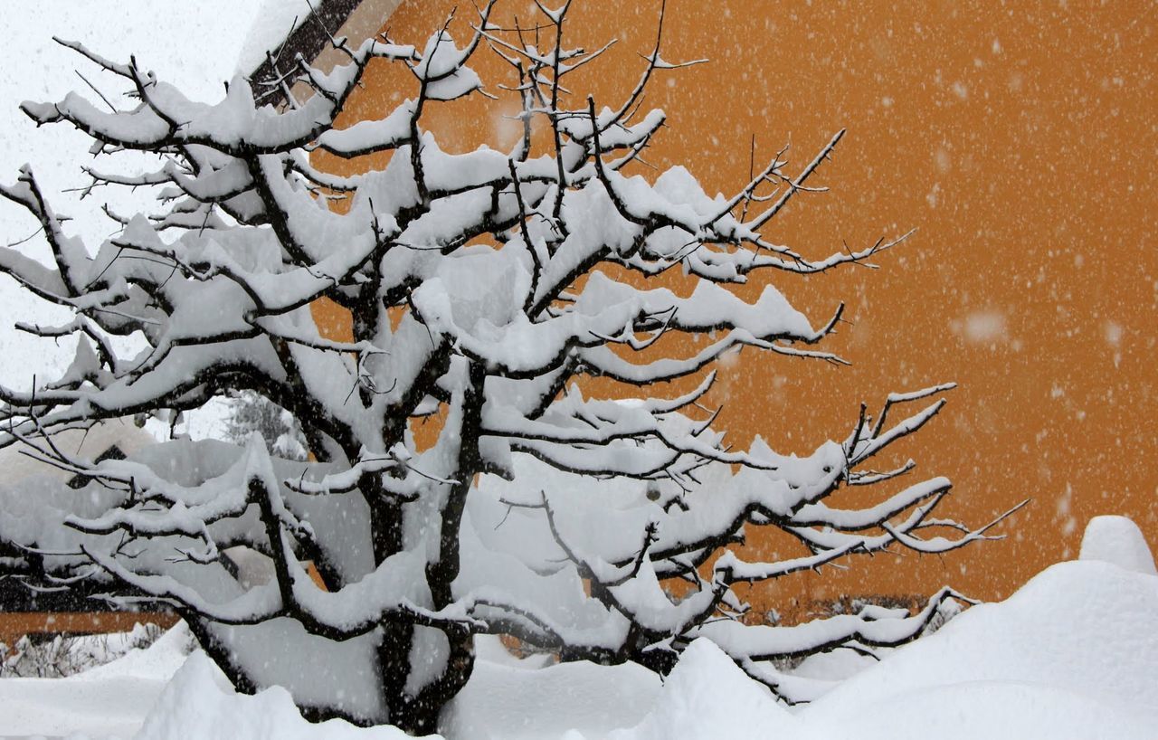 CLOSE-UP OF SNOW COVERED PLANT