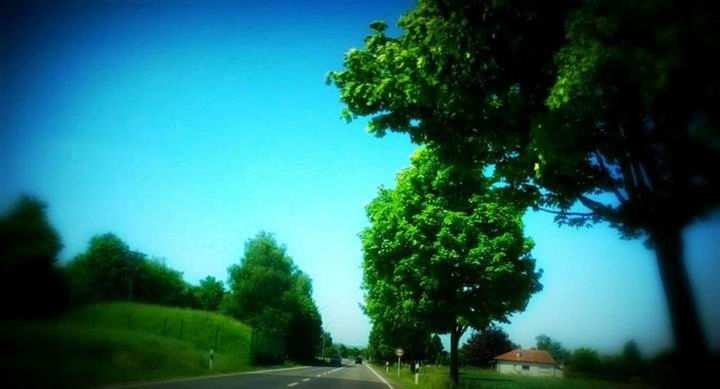 tree, road, transportation, the way forward, clear sky, diminishing perspective, growth, copy space, street, country road, blue, tranquility, vanishing point, green color, nature, car, road marking, sky, empty, tranquil scene