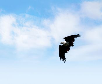 Low angle view of eagle flying in sky