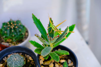 Close-up of potted plant