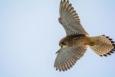 Low angle view of kestrel flying against clear sky