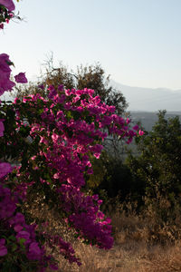 Close-up of pink flowering plants against clear sky