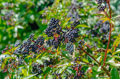 Black elderberry in field. pest-damaged leaves. problems of gardening.