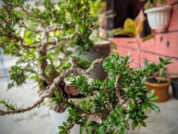 Close-up of potted plant on table