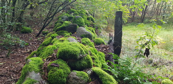 Moss growing on tree trunk in forest