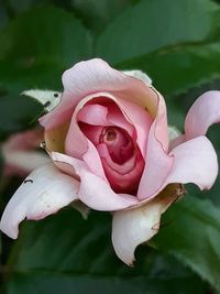 Close-up of pink rose