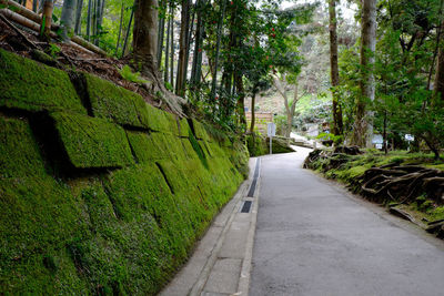 Narrow pathway along trees