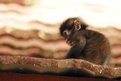 Monkey sitting on looking away