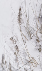 Close-up of frozen plants on field