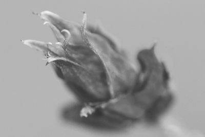 Close-up of flowers