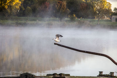 Bird perching on tree by lake