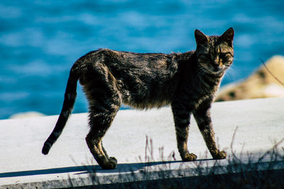 Cat standing outdoors