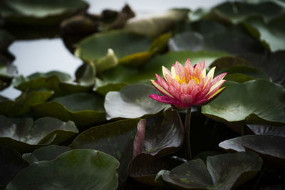 Beautiful red lotus or lotus in the pond.