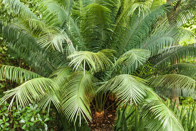 Close-up of palm tree