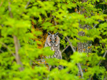 Close-up of cat on grass