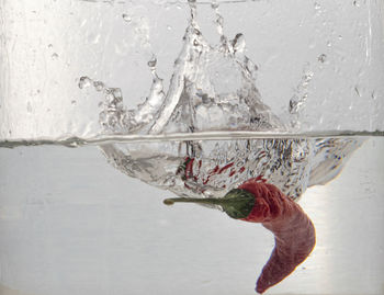 Close-up of fishes swimming in sea