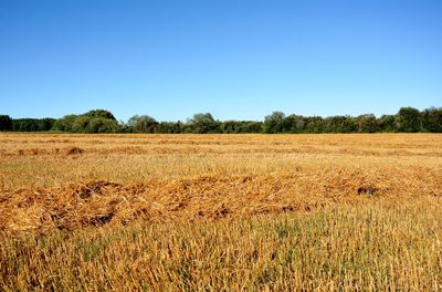 Scenic view of agricultural field against clear blue sky