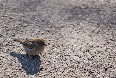 High angle view of bird on land