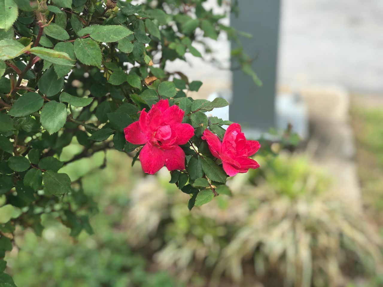 CLOSE-UP OF PINK ROSE PLANT