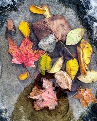 Autumn leaves on ground