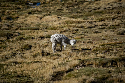 Sheep on field