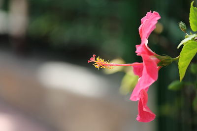 Close-up of pink flower