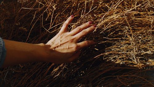 Midsection of woman touching plant in field