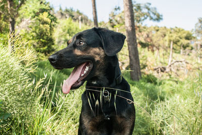 Close-up of black dog looking away by trees