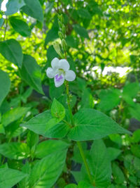 Close-up of fresh green plant