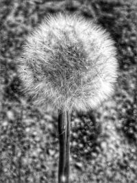 Close-up of dandelion flower