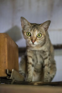 Close-up portrait of tabby cat on table at home