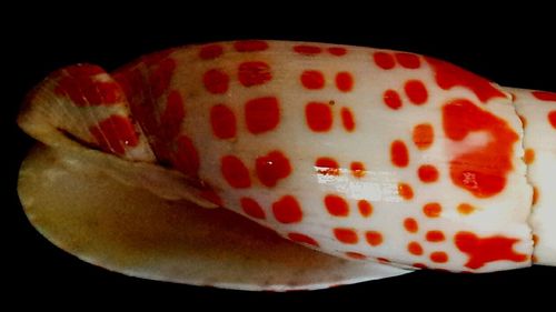 Close-up of red candle over black background