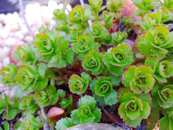 High angle view of succulent plant