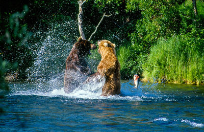 Two bears fighting in river