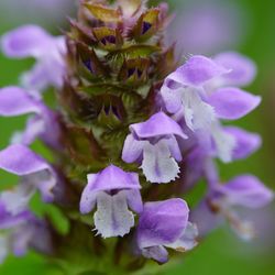 Close-up of purple flowers blooming outdoors