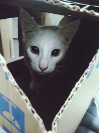 Close-up portrait of kitten at home