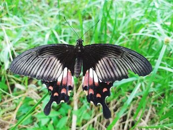 Close-up of butterfly on flower