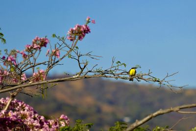 Low angle view of bird perching on tree against sky