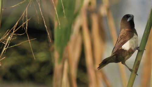 Close-up of bird perching on plant