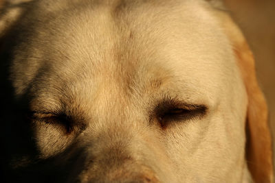 Close-up of dog sleeping