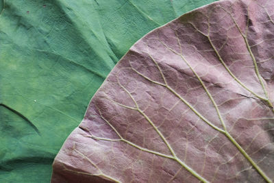 Full frame shot of leaves