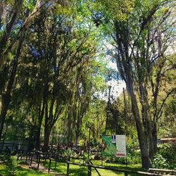 Trees growing in park