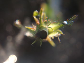 Close-up of flowers