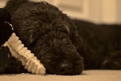 Close-up of dog sleeping at home