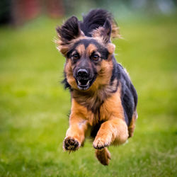 Close-up of cute dog running on field