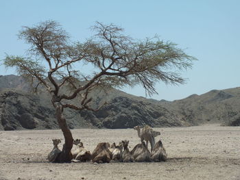 Camels testing under tree on landscape against clear sky