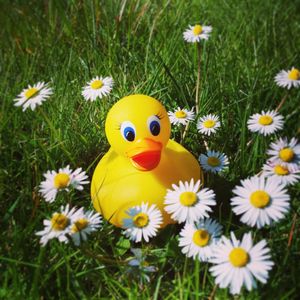 High angle view of rubber duck amidst daisies blooming on field