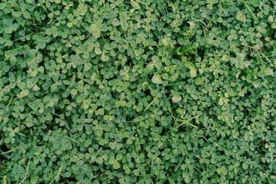 Full frame shot of plants