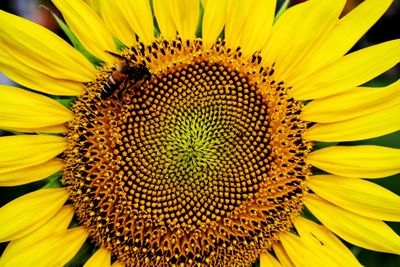 Close-up of sunflower